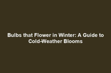 Bulbs that Flower in Winter: A Guide to Cold-Weather Blooms