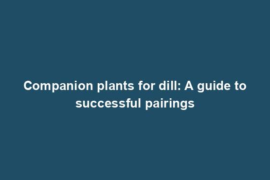 Companion plants for dill: A guide to successful pairings