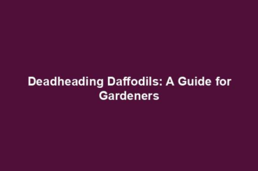 Deadheading Daffodils: A Guide for Gardeners