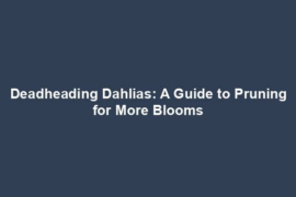 Deadheading Dahlias: A Guide to Pruning for More Blooms