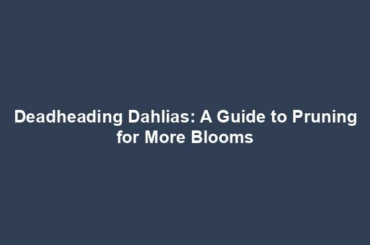 Deadheading Dahlias: A Guide to Pruning for More Blooms