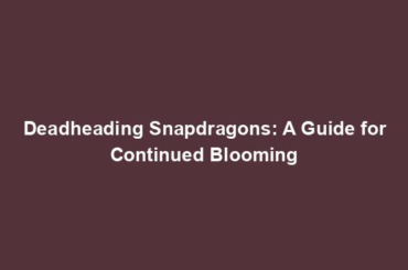 Deadheading Snapdragons: A Guide for Continued Blooming