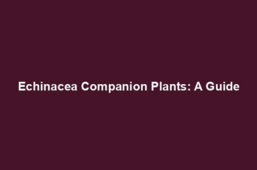 Echinacea Companion Plants: A Guide