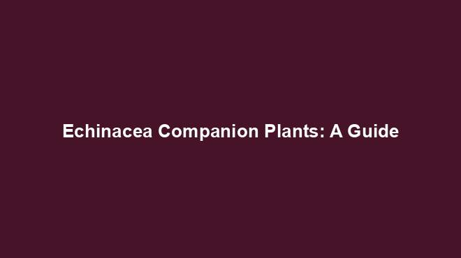 Echinacea Companion Plants: A Guide