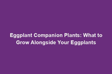 Eggplant Companion Plants: What to Grow Alongside Your Eggplants