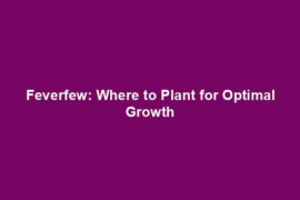 Feverfew: Where to Plant for Optimal Growth