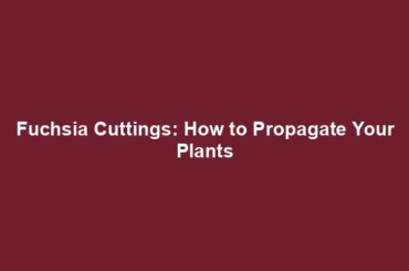 Fuchsia Cuttings: How to Propagate Your Plants