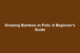 Growing Bamboo in Pots: A Beginner's Guide