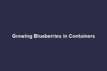 Growing Blueberries in Containers