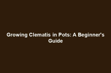 Growing Clematis in Pots: A Beginner's Guide