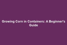 Growing Corn in Containers: A Beginner's Guide