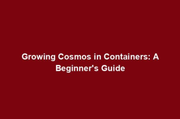 Growing Cosmos in Containers: A Beginner's Guide