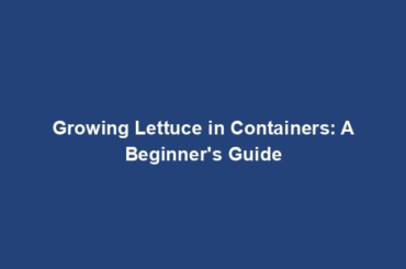 Growing Lettuce in Containers: A Beginner's Guide