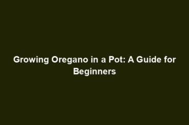 Growing Oregano in a Pot: A Guide for Beginners