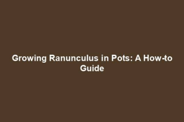 Growing Ranunculus in Pots: A How-to Guide