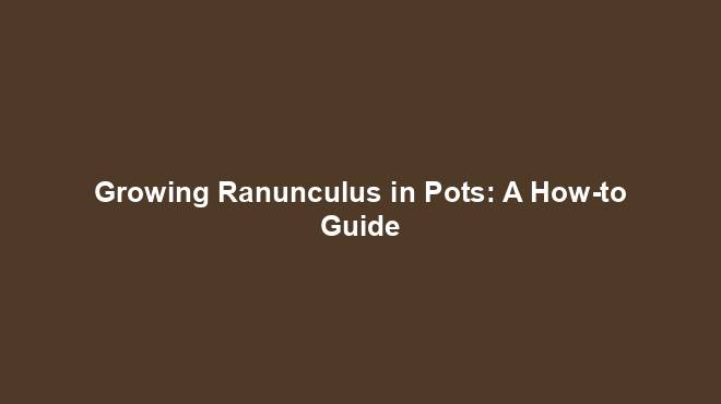 Growing Ranunculus in Pots: A How-to Guide