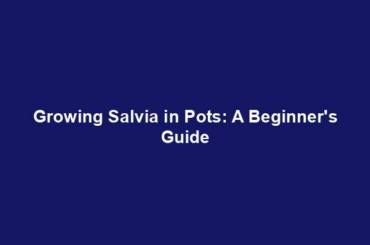 Growing Salvia in Pots: A Beginner's Guide