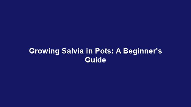 Growing Salvia in Pots: A Beginner's Guide
