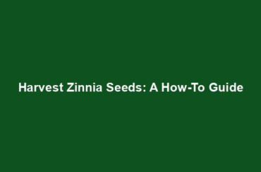 Harvest Zinnia Seeds: A How-To Guide