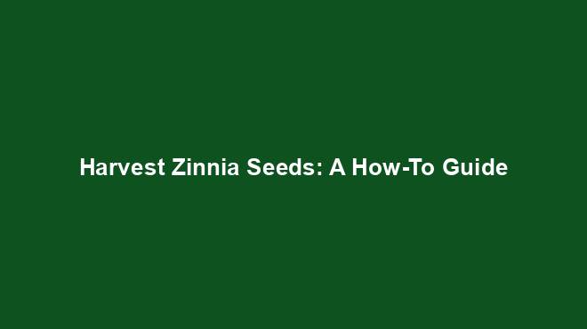 Harvest Zinnia Seeds: A How-To Guide
