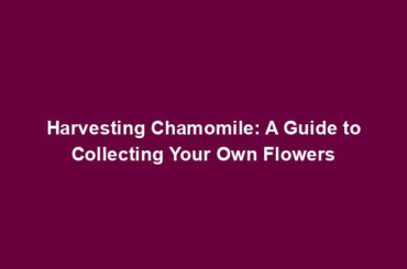 Harvesting Chamomile: A Guide to Collecting Your Own Flowers