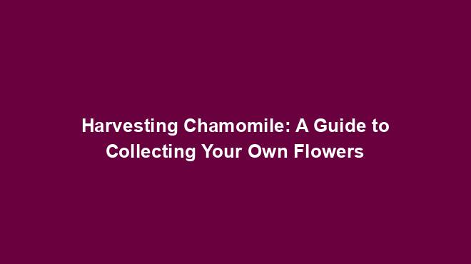 Harvesting Chamomile: A Guide to Collecting Your Own Flowers