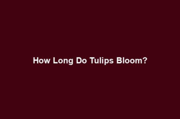 How Long Do Tulips Bloom?