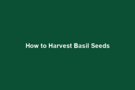 How to Harvest Basil Seeds