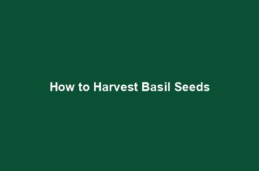 How to Harvest Basil Seeds