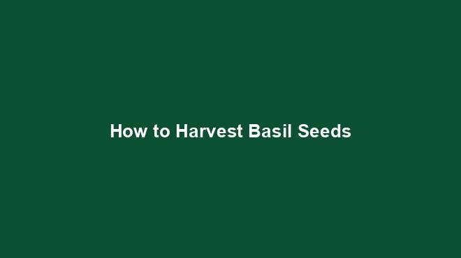 How to Harvest Basil Seeds
