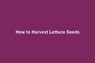 How to Harvest Lettuce Seeds