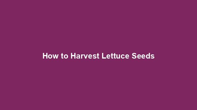How to Harvest Lettuce Seeds