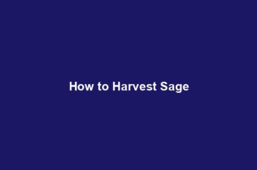 How to Harvest Sage