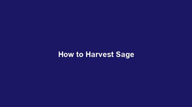 How to Harvest Sage
