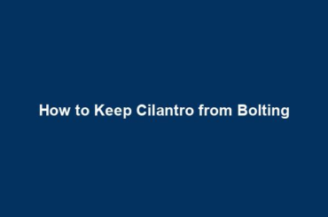 How to Keep Cilantro from Bolting