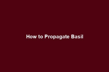 How to Propagate Basil