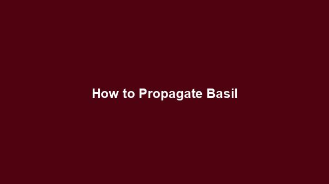 How to Propagate Basil