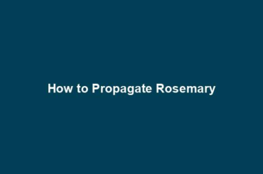 How to Propagate Rosemary