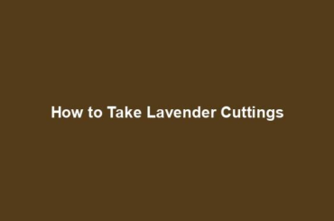 How to Take Lavender Cuttings