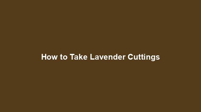How to Take Lavender Cuttings