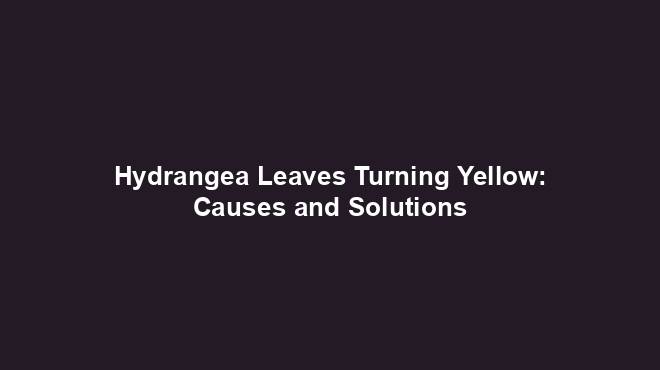 Hydrangea Leaves Turning Yellow: Causes and Solutions