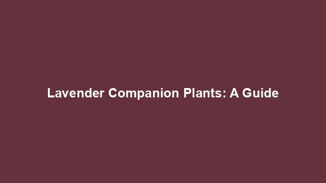 Lavender Companion Plants: A Guide