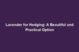 Lavender for Hedging: A Beautiful and Practical Option
