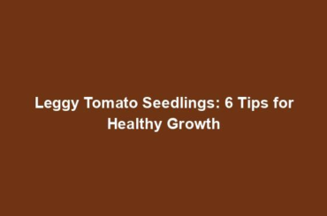 Leggy Tomato Seedlings: 6 Tips for Healthy Growth