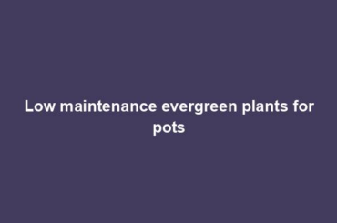 Low maintenance evergreen plants for pots