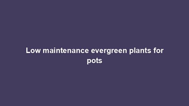 Low maintenance evergreen plants for pots