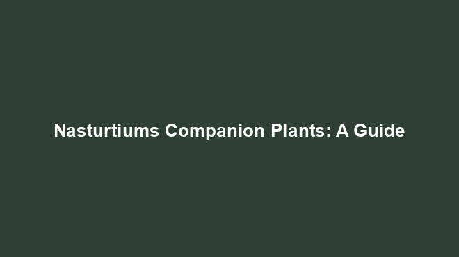 Nasturtiums Companion Plants: A Guide