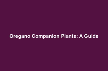 Oregano Companion Plants: A Guide