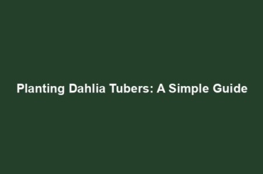 Planting Dahlia Tubers: A Simple Guide