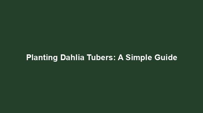 Planting Dahlia Tubers: A Simple Guide